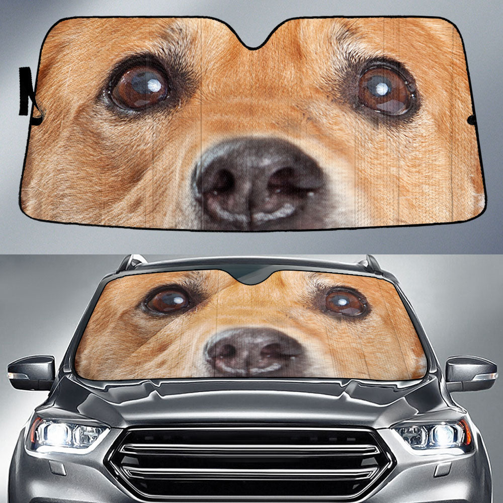 Carolina Dog Eyes Car Sun Shade 94